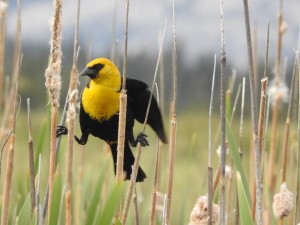 Yellow headed blackbird Photo/Jenny Sweatt