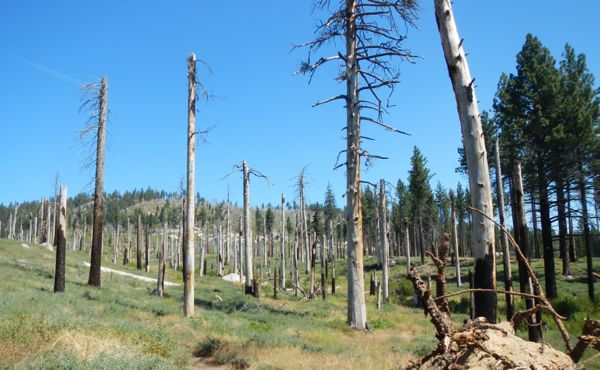Megafires are remaking U.S. forests