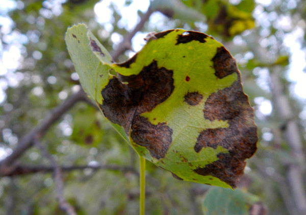 Hues of autumn showing up prematurely