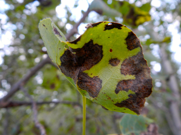 Aspen leaves at Taylor Creek on the South Shore are showing signs of stress from lack of water. Photo/Kathryn Reed