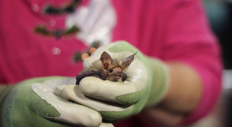Benefits of bats subject of presentation