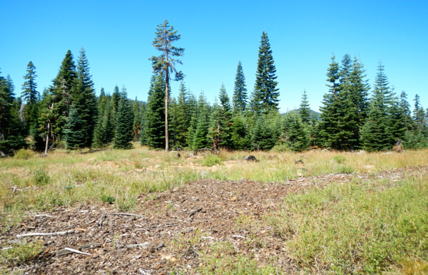 Most of the acreage is covered in conifers, with a few open spots.