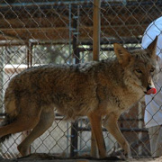 Wild animals part of talk on South Shore