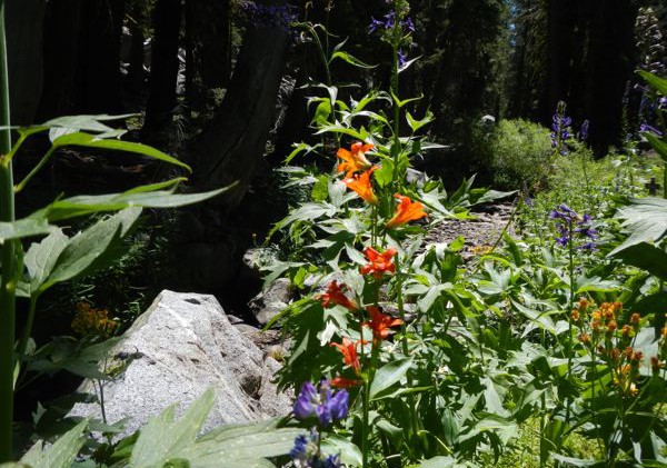 Lush terrain along route to Emigrant Lake