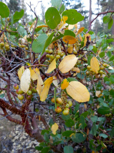 Manzanita bushes are turning yellow.