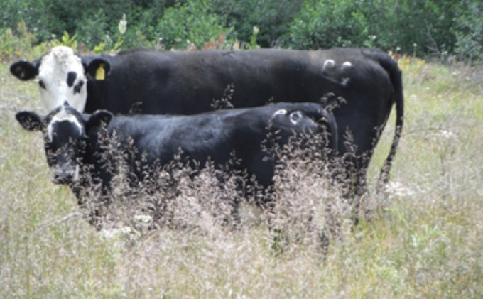 Cattle grazing illegally in Tahoe basin