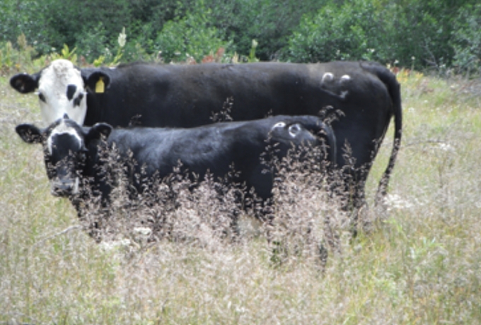 This photo, taken Aug. 4, were taken today (8/4/2015) of 27 cattle grazing illegally in the Lake Tahoe Basin, Big Meadow area. Grazing was discontinued in Meiss Country where Big Meadow is located over 10 years ago. This situation has occurred numerous times since the ban of cattle in the area and responsible agencies have been negligent in preventing this resource damage to the watershed. Second photo shows identification brand on cattle.