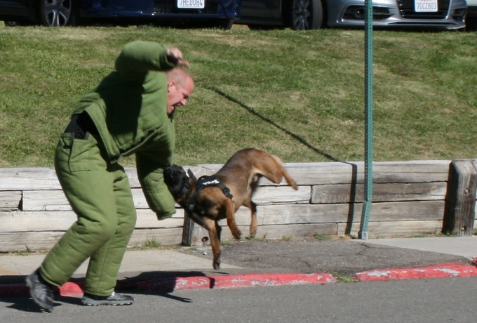 Officer Scott Crevelli and Rici are the newest K9 on the South Lake Tahoe Police Department. Photo/Provided