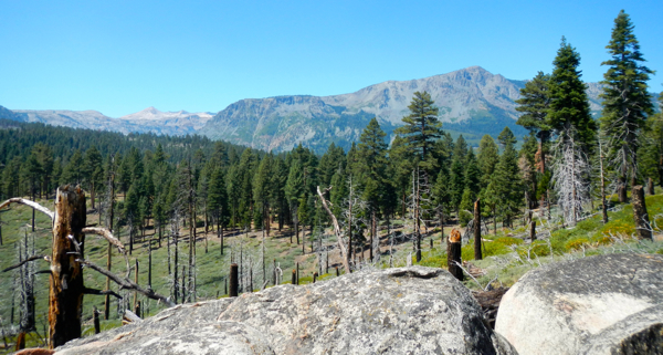 Calif. putting Sierra Nevada trees to work