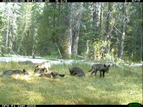 Wolf pups in Northern California. Photo/CDFWS