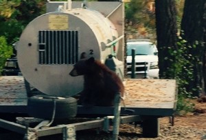 A bear cub on Sept. 1 sits outside a trap that contains its mother. Photo/Carolyn Stark