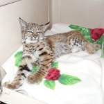 bobcat