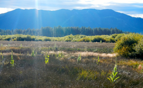 Crews take ax to invasive weeds in Tahoe marsh