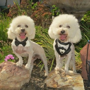 Alllington and Akero