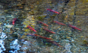 Kokanee are slow this year to spawn in Taylor Creek.