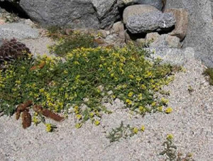 Tahoe yellow cress only grows in the basin. Photo/USFS