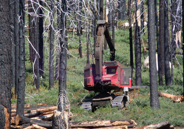 Massive South Shore thinning project to resume