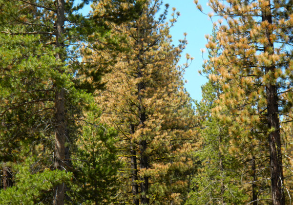 Brown declares emergency for dying trees