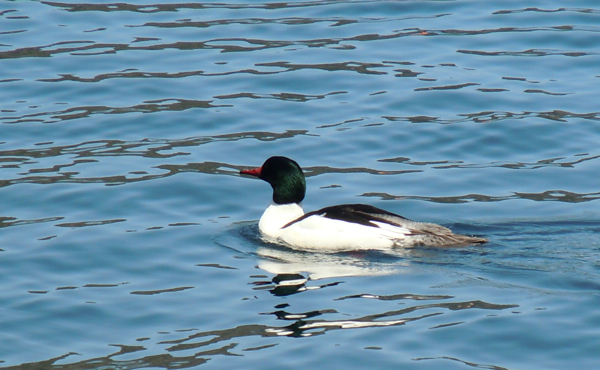 Drought squeezes duck hunters – could be bad news for fowl