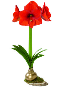 amaryllis in full bloom that you can feel free to use with the article, if you’d like. Photo credit: courtesy of Gardener’s Supply Company