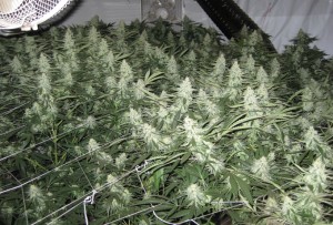 This marijuana grow on the South Shore was supposedly for one person. Photo/Provided