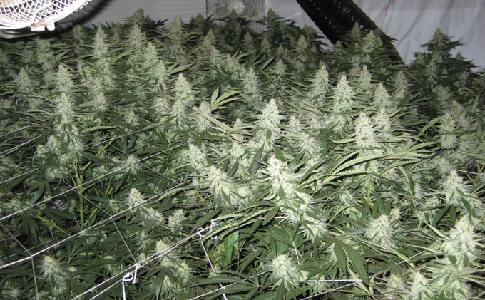 Legal marijuana celebrates its first year in Nevada