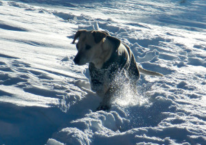 AJ makes her way down Gunbarrel.