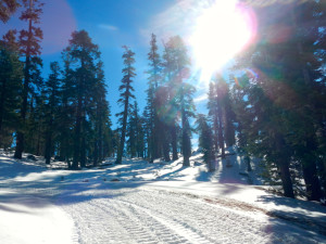Much of the trail is graded from a snowcat.