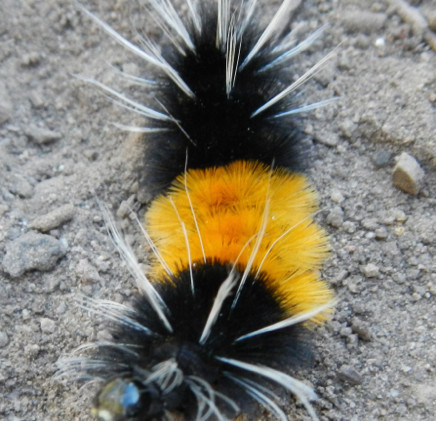 Folklore: Wooly worms can predict winter conditions