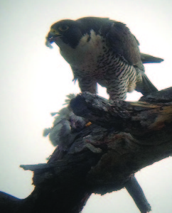 A peregrine falcon eats a band-tailed pigeon near Sand Harbor. Photo/Will Richardson