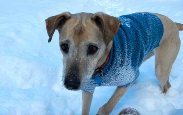 National Pet Day being celebrated in SLT