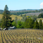 EDC wineries, vineyard, grape