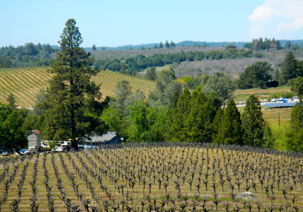 Cabs weathering California drought