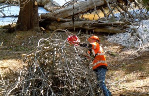 The tree removal project in 2011 at Lake Christopher in South Lake Tahoe got caught up the fire safe council money debacle. Photo/LTN file
