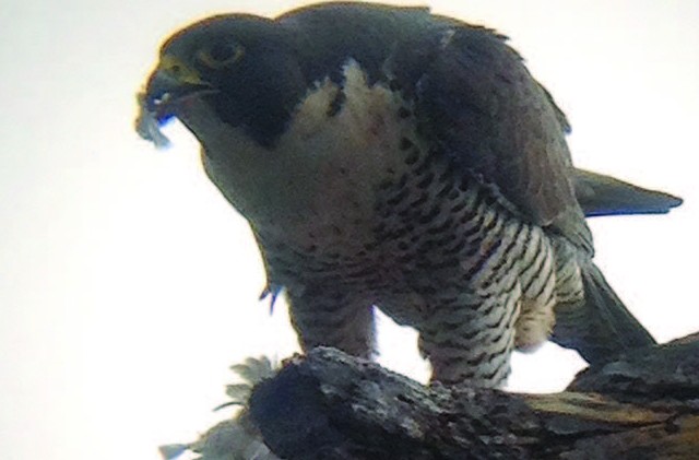 Peregrine falcons on the rise in Tahoe