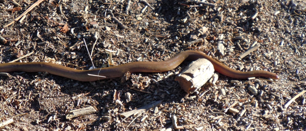 Nevada OKs ban on reptile collection
