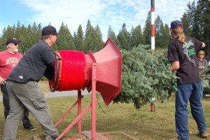 A tree gets wrapped at Harris Tree Farm in Pollock Pines. Photo/Harris Tree Farm