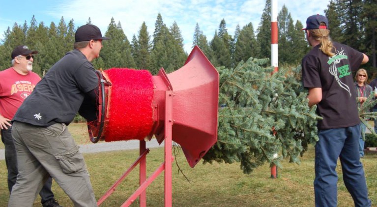Christmas tree sales on the rise in EDC