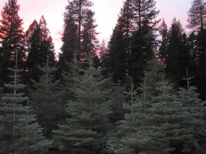 Photo/Harris Tree Farm Christmas tree tidbits: •Between 25 million and 30 million live Christmas trees are sold in the U.S. every year. • There are nearly 350 million Christmas trees growing on farms in the U.S. • For every harvested Christmas tree, one to three seedlings are planted the following spring. • There are about 350,000 acres in production for growing Christmas trees in the U.S. • There are close to 15,000 farms growing Christmas trees in the U.S. • The top Christmas tree producing states are Oregon, North Carolina, Michigan, Pennsylvania, Wisconsin and Washington. • The most common Christmas tree species are: balsam fir, Douglas fir, Fraser fir, noble fir, Scotch pine, Virginia pine and white pine. Source: USDA National Agricultural Statistics Service, National Christmas Tree Association
