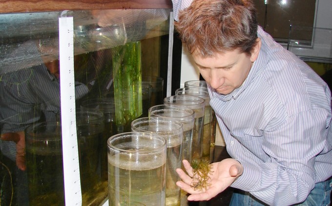 UV light may be invasive weed killer at Tahoe