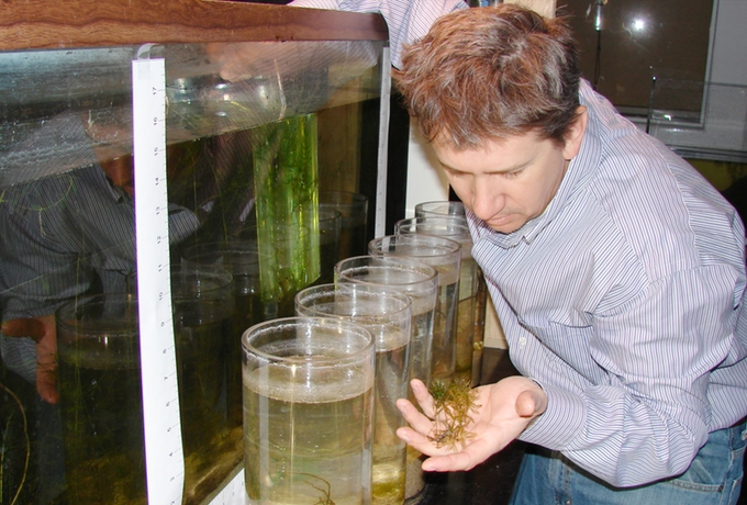 John J. Paoluccio uses weeds from Lake Tahoe to test his UV mechanism. Photos/Provided