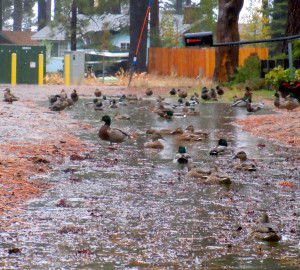 Some South Lake Tahoe streets have drainage issues every winter.