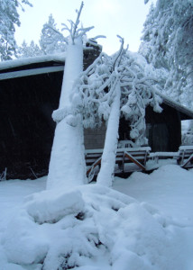 Wet storms often cause trees to fall onto structures or across power lines.