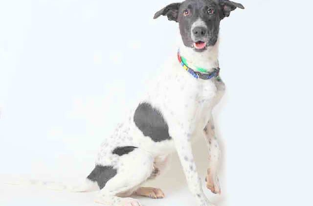 Tahoe Tails — Adoptable Pets in South Lake Tahoe