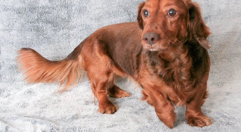 Tahoe Tails — Adoptable Pets in South Lake Tahoe
