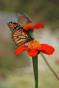 A monarch butterfly on a tithonia blossom. Photo/Melinda Myers LLC
