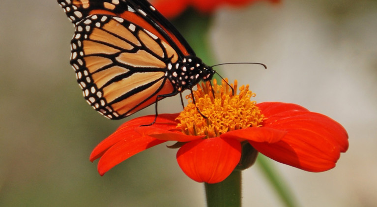 Many benefits to pollinator gardens