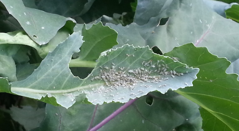 Class to discuss pests in the landscape, garden