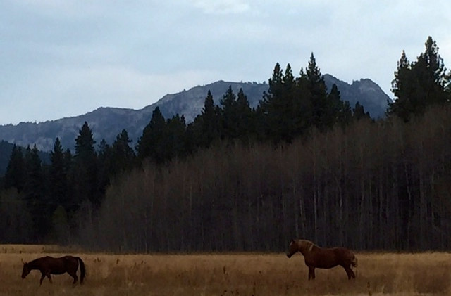 Committee votes to allow destruction of wild horses