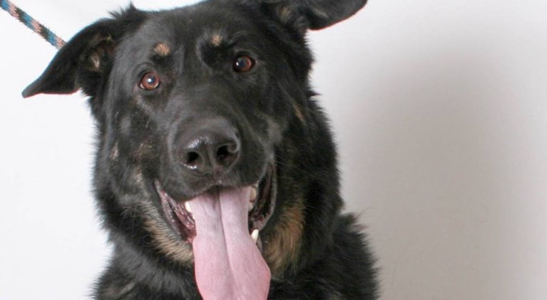 Tahoe Tails — Adoptable Pets in South Lake Tahoe